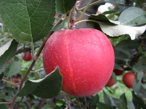 apple picking 2013